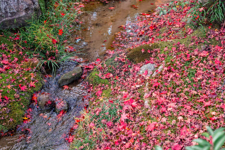 Serene riverside view featuring vibrant autumn maple near Hogonin Temple Nov 28 2025