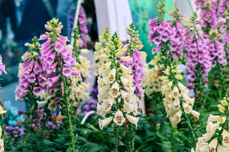 Bell shaped petals display speckled patterns amid lush green foliage March 21 2026
