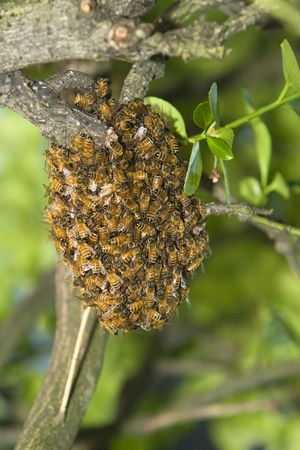 Honey Bee Hive After Swarming Honey Bee Hive After Swarming