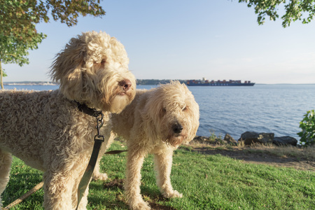 Two Golden doodle dogs by the seaの写真素材