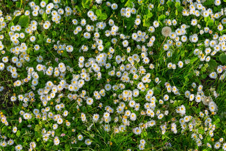 Flowers overhead grassの写真素材