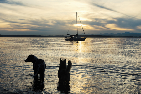 Dogs silhouetted by the sea with sailboat at sunsetの写真素材