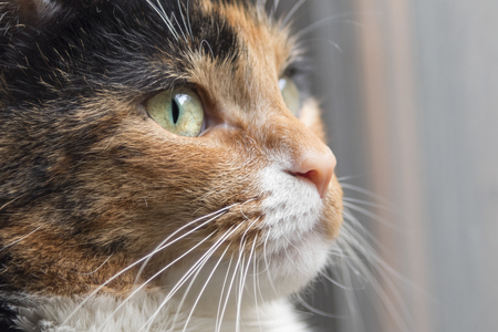 Close up calico cat face looking out windowの写真素材