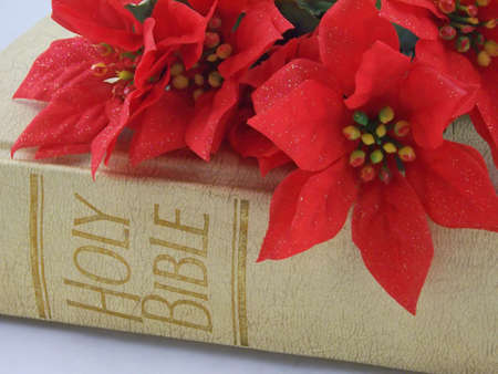 red poinsettias on top the holy bibleの写真素材