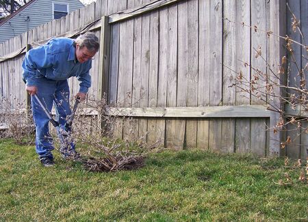 a man pruning butterfly bushes in backyard 