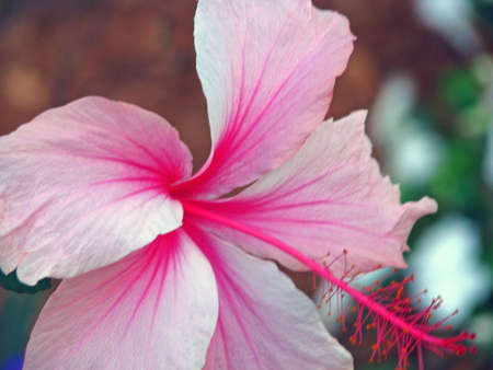 close-up view of a pink hibiscus flowerの写真素材