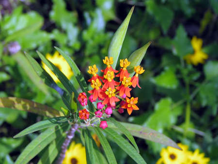 close-up view of bright colored tropical flower clusterの写真素材