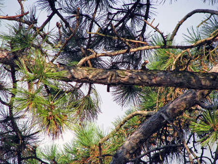 close up evergreen branches against spring skyの写真素材