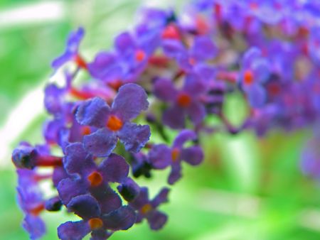 purple cluster of flowers on   bush