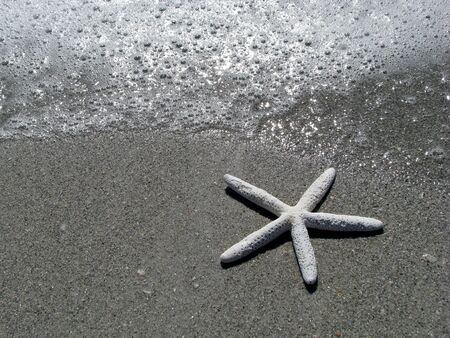 five arm starfish on sand by oceanの写真素材