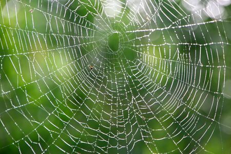beautiful morning spiderweb covered with dew dropsの写真素材