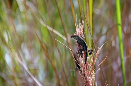 closeup photo of small lizard on plantの写真素材