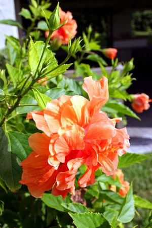 beautiful hibiscus flower blooming in vivid colorの写真素材