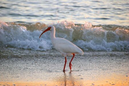 White Ibis shorebird evening beach Sanibel Floridaの写真素材