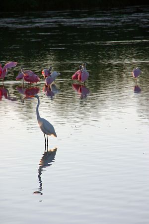 Roseate Spoonbill Great Egret Ding Darling Wildlife Refuge Floridaの写真素材