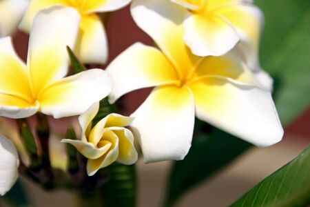 Plumeria Flower Cutting Potted At Ten Weeksの写真素材