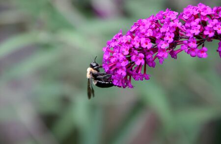 single bee insect on colorful butterfly bushの写真素材