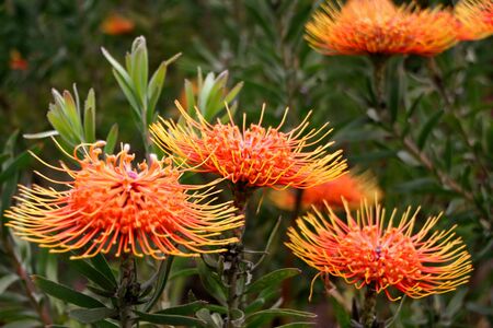 beautiful protea flower blooming in vivid colorsの写真素材