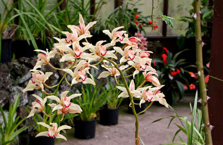 beautiful orchid flowers blooming in vivid colorの写真素材