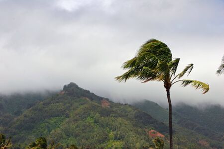 Botanical Garden Maui Tropical Plantation Wailuku Hawaiiの写真素材