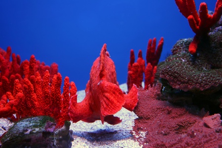 Colorful Tropical Pacific Fish in Aquarium Exhibitの写真素材