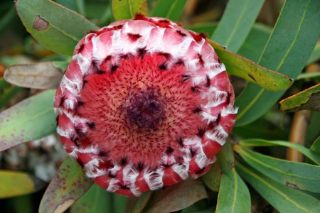 Beautiful Protea Flower Blooming in Vivid Color