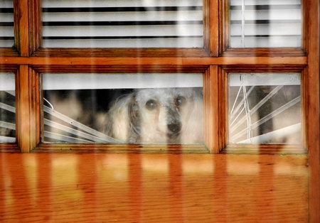 Cute Miniature Poodle peeking out door blinds