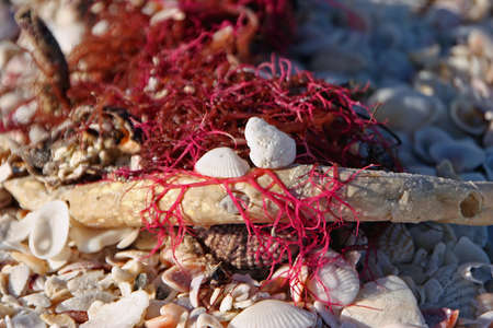 Sea Urchin Shells and Moss On Beach