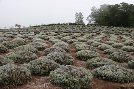 Beautiful Gardens Alii Kula Lavender Farm Maui Hawaiiのeditorial素材