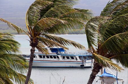 Tour Boat Behind Breezy Palm Trees on Ocean Maui Hawaiiのeditorial素材
