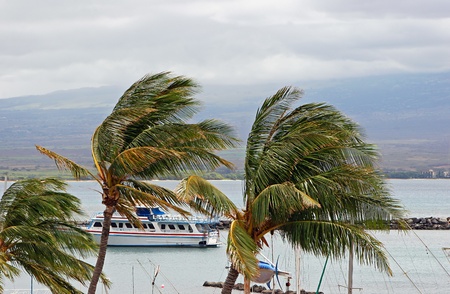 Tour Boat Behind Breezy Palm Trees on Ocean Maui Hawaiiのeditorial素材