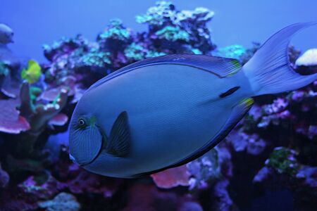 Colorful Tropical Pacific Fish in Aquarium Exhibit