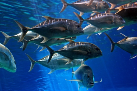 Tropical Hawaiian Pacific Fish in Aquarium Exhibitの写真素材