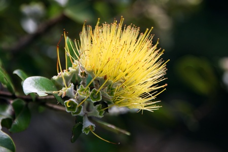 Beautiful Hawaiian Yellow Ohia Lehua Flower in Bloomの写真素材