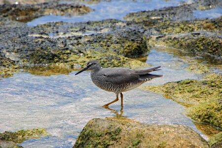 Shorebird in Shallow Ocean Waters of Kauai Hawaii