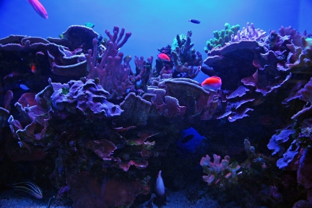 Colorful Tropical Hawaiian Pacific Fish in Aquarium Exhibitの写真素材
