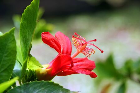 Beautiful Hibiscus Flower Blooming in Vivid Colorの写真素材