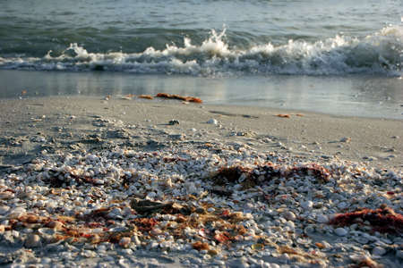 Ocean Waves and Seashells on Beautiful Sanibel Florida
