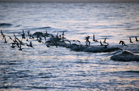 Birds In Flight Ocean Sanibel Florida Sunrise