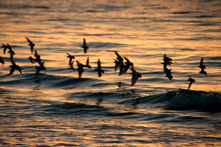 Birds In Flight Ocean Sanibel Florida Sunriseの写真素材