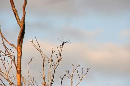 Dragonfly Insect On Branch Against Colorful Skyの写真素材