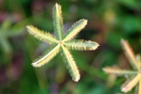 Closeup of Yellow Star Shaped Tropical Plantの写真素材