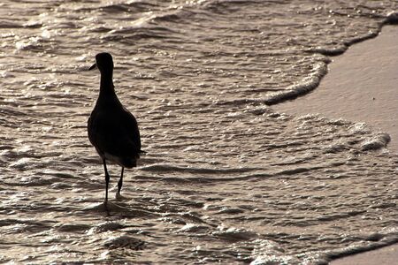 Sandpiper in Shallow Ocean Water at Sunset Sanibel Florida Beachの写真素材
