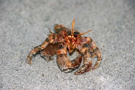 Dead Crab Washed Up On Sandy Beachの写真素材