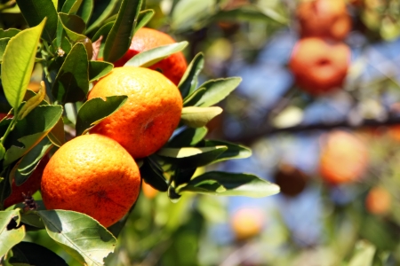 Tropical Florida Fruit Oranges Growing on Treeの写真素材