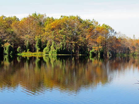 Natural Landscape at Six Mile Cypress Slough Preserve Fort Myers Floridaの写真素材