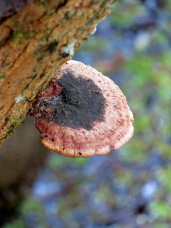 Colorful Red Lichen Growing On Tree Trunk at Six Mile Cypress Slough Preserve Fort Myers Florida
