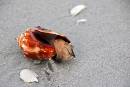 Single Conch Seashell Inhabited with Sea Snail