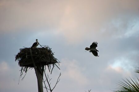 Osprey in Nest on a Foggy Morningの写真素材