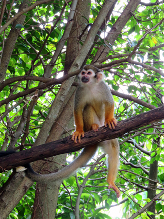 A Brown Capuchin Monkey on a Tree Branch